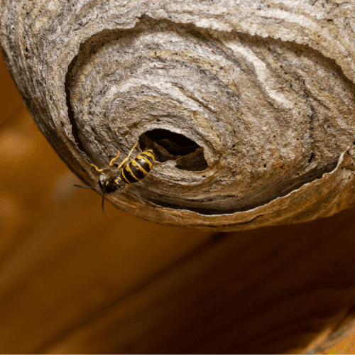 Wespenbekämpfung Service - Professionelle Schädlingsbekämpfung Niederbayern